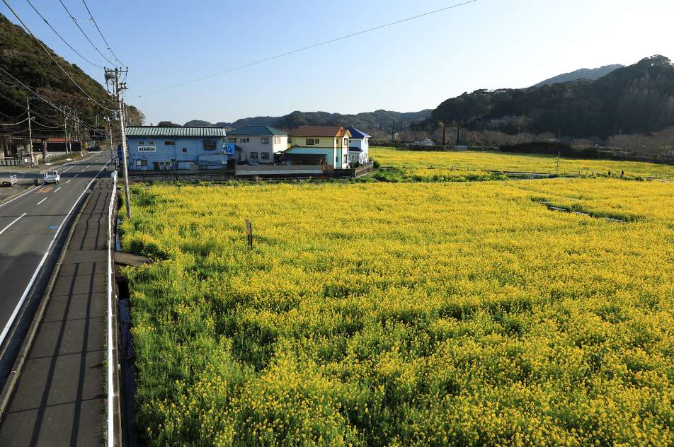 日野の菜の花畑（元気な百姓達の菜の花畑）