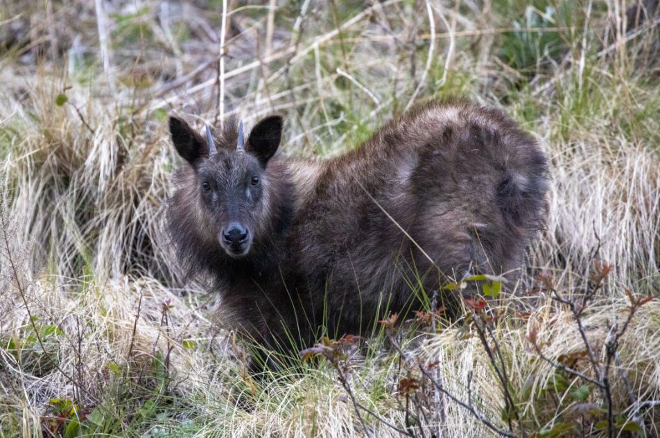 ニホンカモシカ
