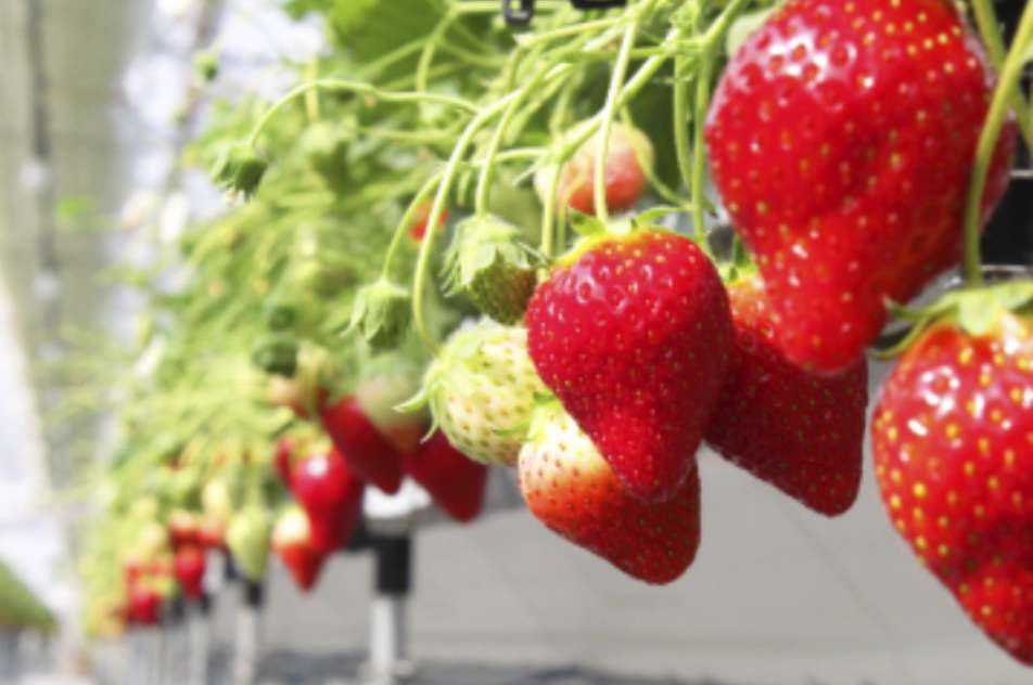 イチゴワールド