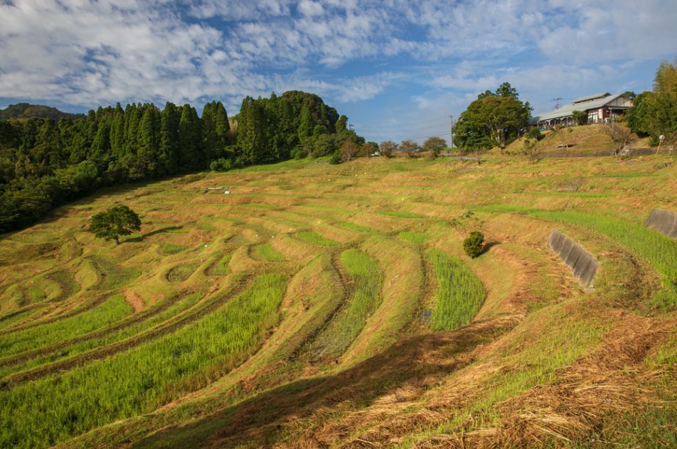 大山千枚田