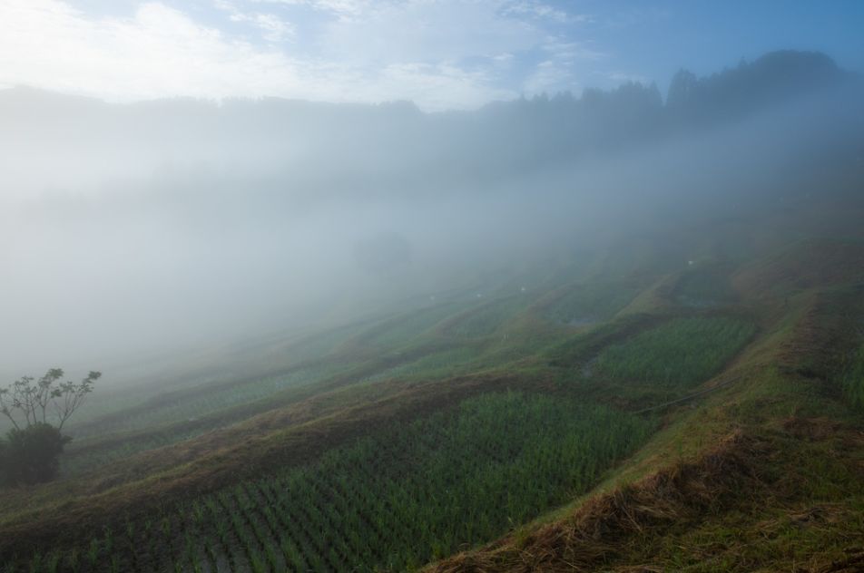 棚田の朝霧