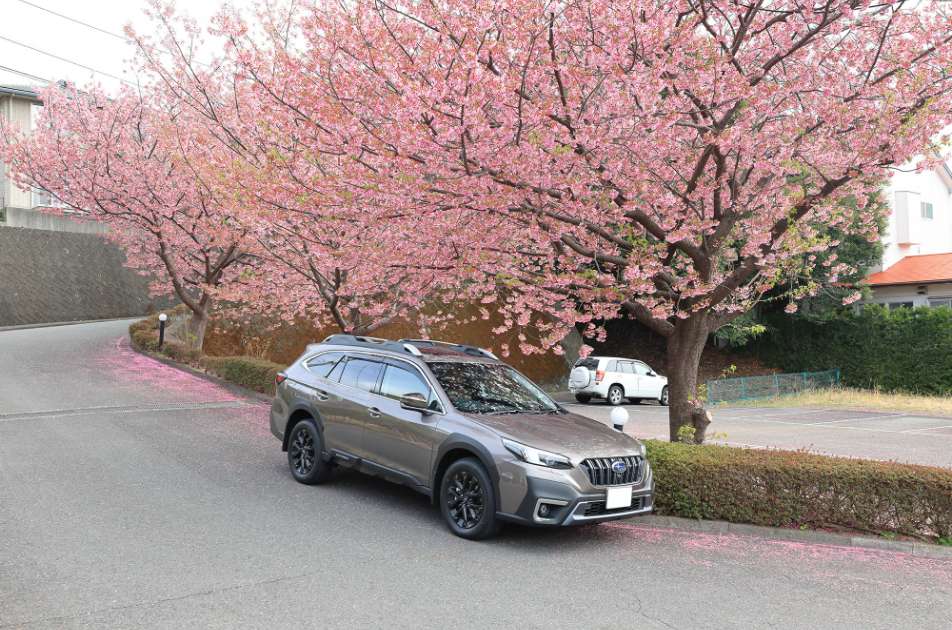 富戸駅前のジョウガサキサクラ。