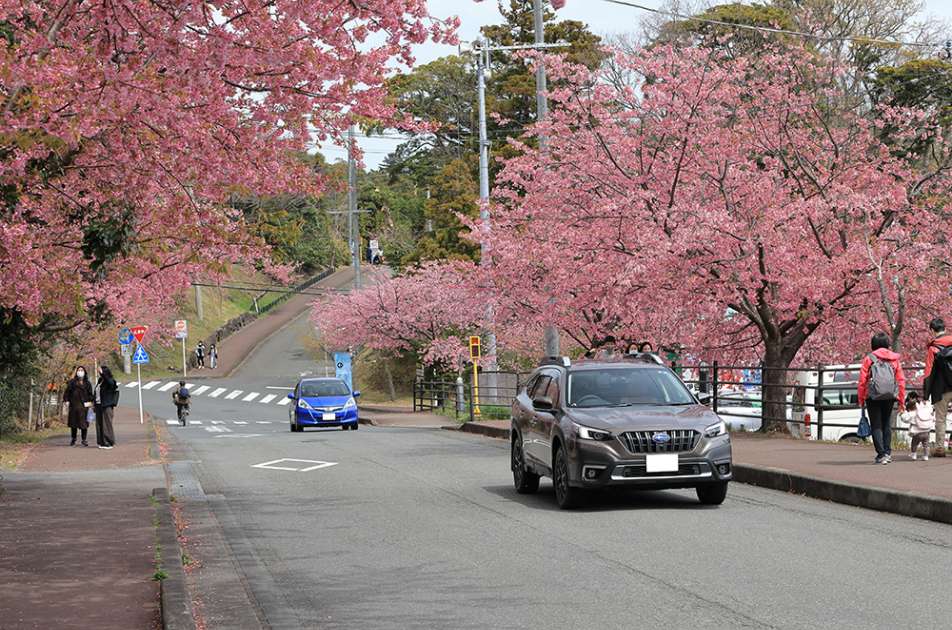 伊豆高原駅前のオオカンザクラの並木道。