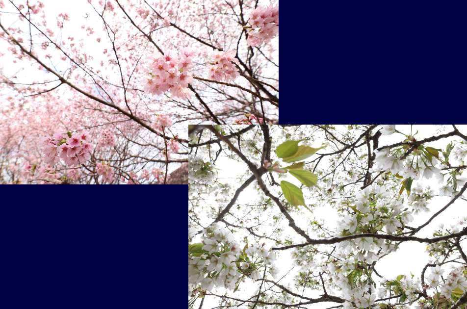満開の桜