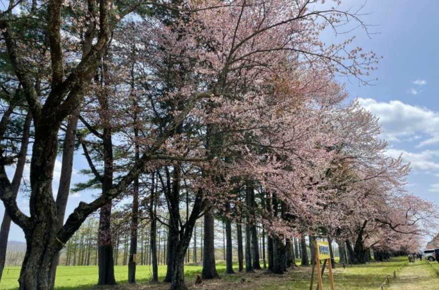 十間道路桜並木<