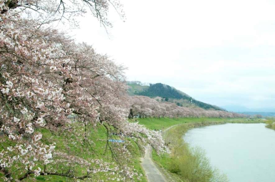 白石川堤一目千本桜