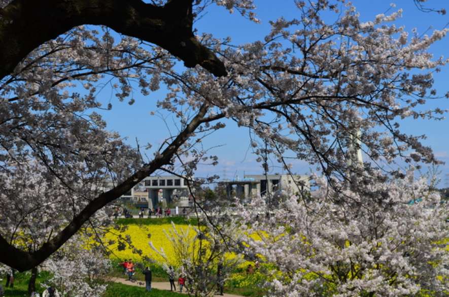 権現堂堤の桜