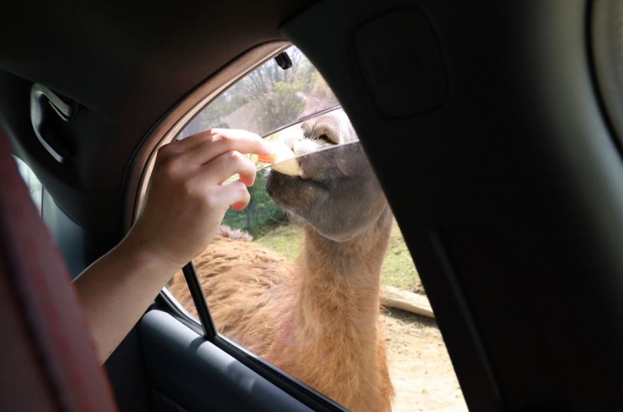白石川堤一目千本桜
