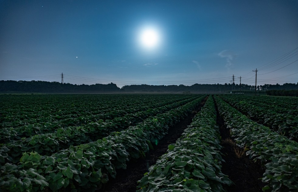 サツマイモ畑でお月さま観賞